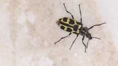 Astylus atromaculatus