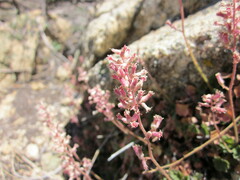 Heuchera parishii