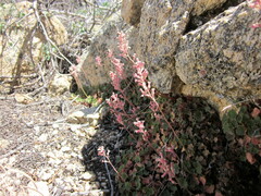 Heuchera parishii
