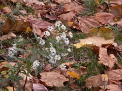 Symphyotrichum lateriflorum lateriflorum