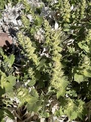 Ambrosia ilicifolia
