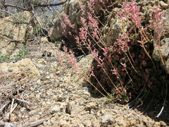 Heuchera parishii