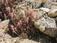 Heuchera parishii