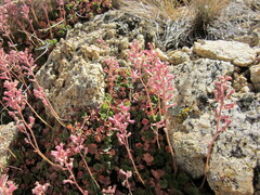Heuchera parishii