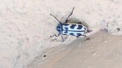 Astylus atromaculatus