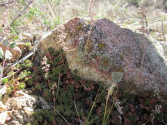 Heuchera parishii
