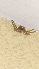 Polybetes rapidus