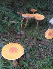 Amanita junquillea
