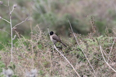 Pycnonotus xanthopygos