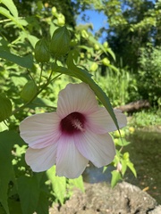 Hibiscus laevis