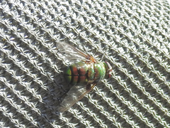 Rutilia