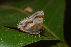 Rubroserrata ecbatana