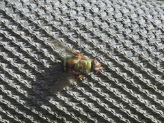 Rutilia