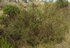 Calicotome spinosa