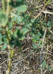 Calicotome spinosa