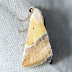 Eublemma panonica
