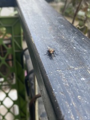 Musca domestica