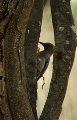 Melanerpes aurifrons