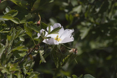 Rosa corymbifera
