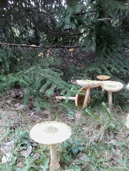 Amanita junquillea