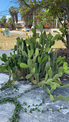 Opuntia cochenillifera
