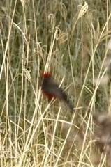 Pyrocephalus rubinus