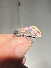 Xanthopastis regnatrix