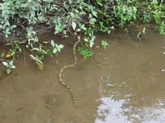 Boa constrictor constrictor