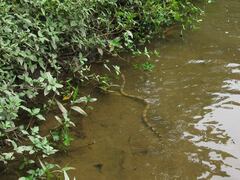 Boa constrictor constrictor