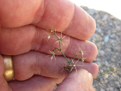 Acanthoscyphus parishii cienegensis