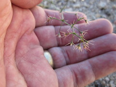 Acanthoscyphus parishii cienegensis