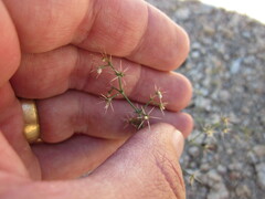 Acanthoscyphus parishii cienegensis