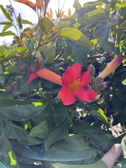 Amphilophium