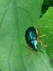 Nodocolaspis costipennis