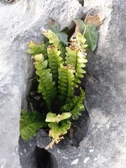 Asplenium marinum