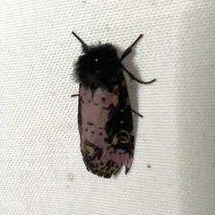 Xanthopastis regnatrix