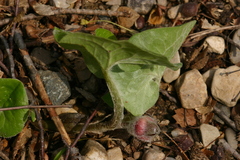 Asarum