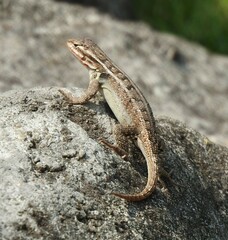 Sceloporus variabilis