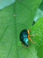 Nodocolaspis costipennis