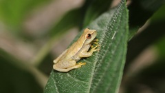 Dendropsophus mathiassoni