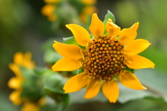 Smallanthus sonchifolius