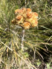 Helichrysum spiralepis