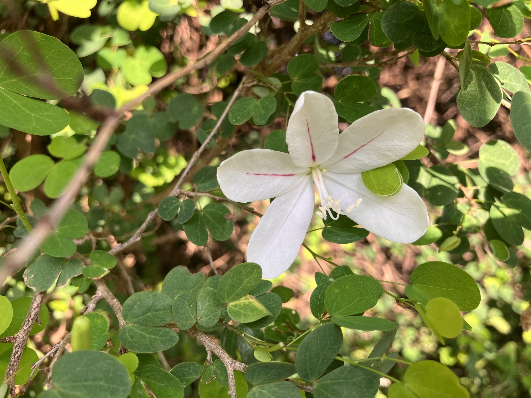 Dainty Bauhinia (Bauhinia natalensis)