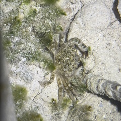 Pachygrapsus transversus