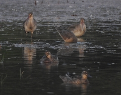 Limosa