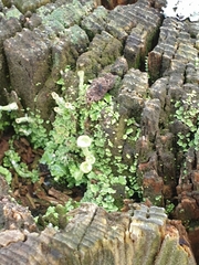 Cladonia fimbriata