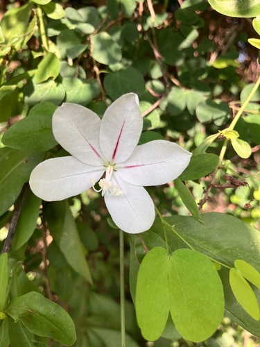 Bauhinia natalensis, photograph 1