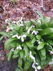 Galanthus woronowii