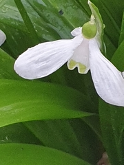 Galanthus woronowii