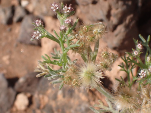 Image of Torilis africana by (c) John Lyden, some rights reserved (CC BY)
